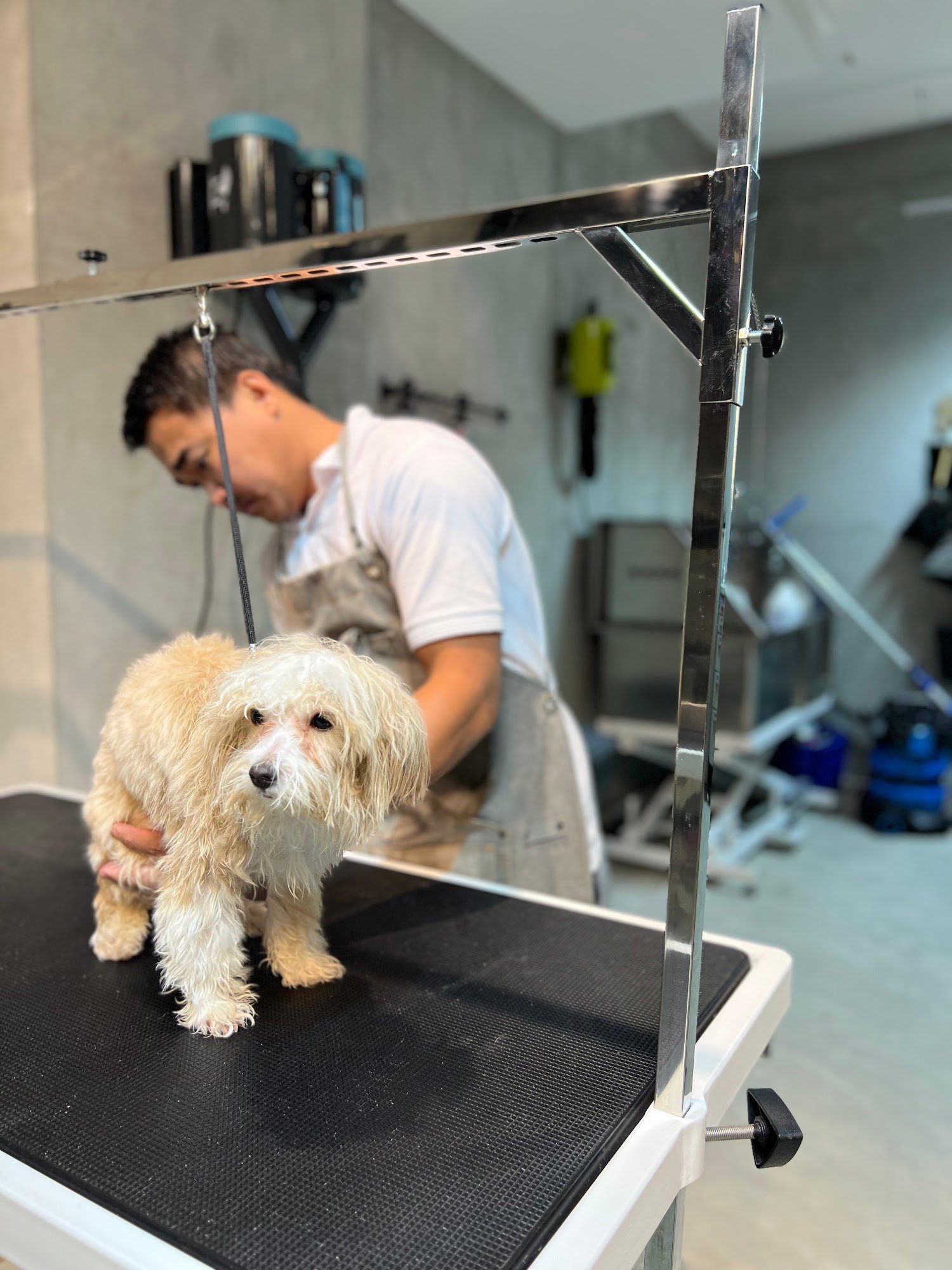 Groomed puppy